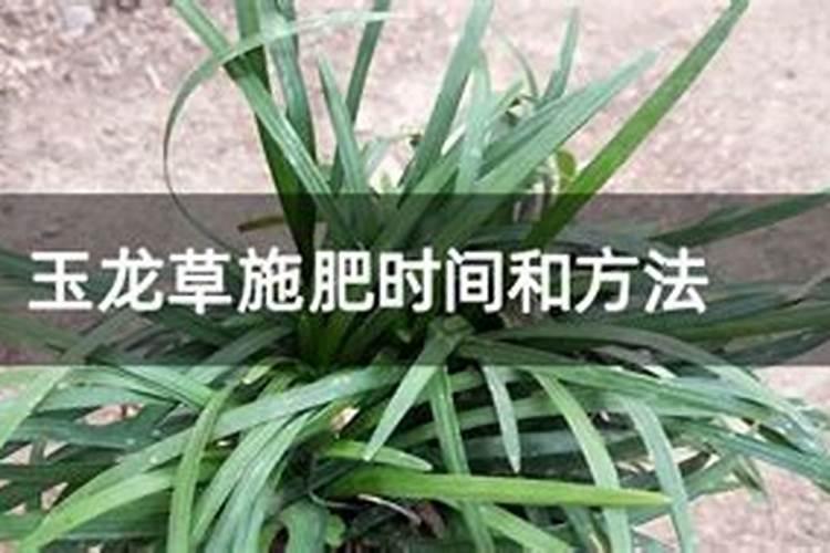 玉龙草施什么肥比较好
