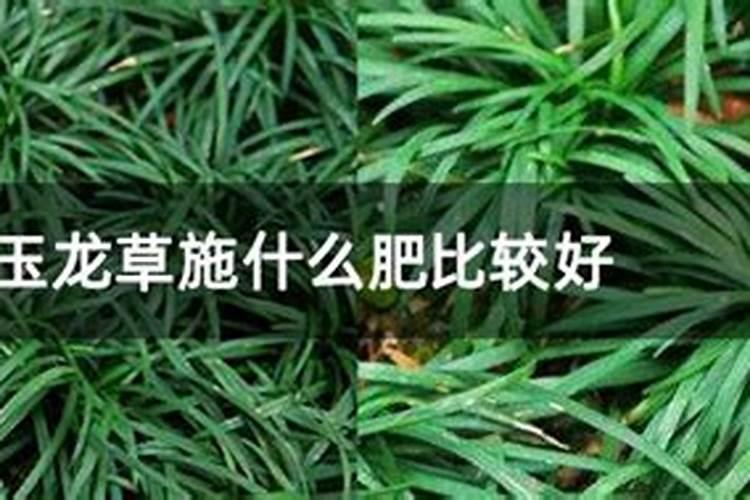 玉龙草怎么施肥呢？