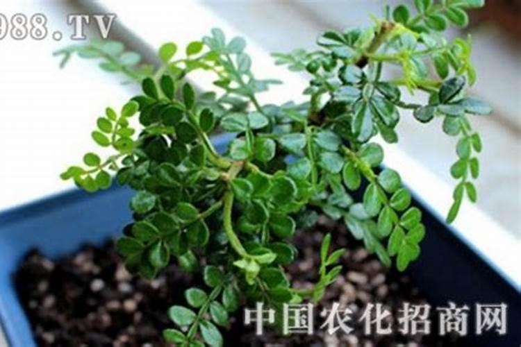 山胡椒可以盆栽吗？