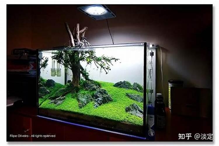 发财树的养殖方法