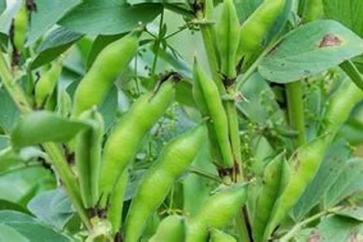 种豆子需要施肥吗