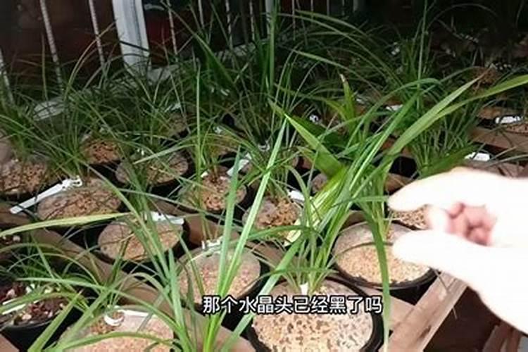 氮肥磷肥钾肥作用口诀,氮磷钾肥对植物的作用顺口溜