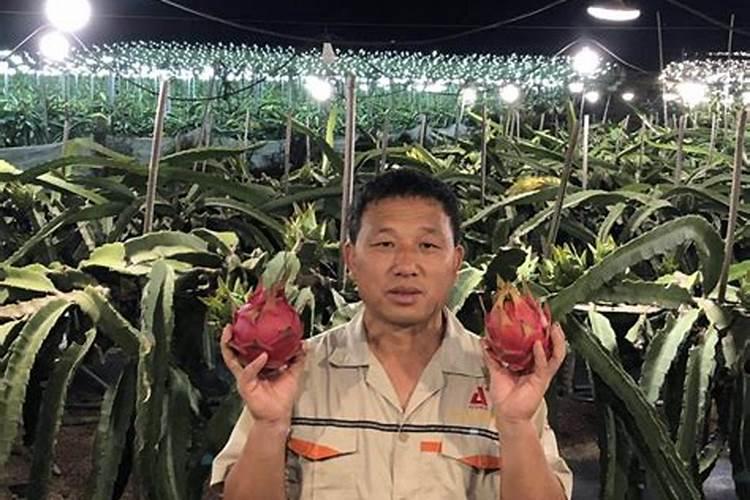 西瓜膨果期用什么肥料