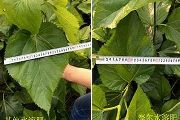 桑树怎么施肥 桑树施肥方法