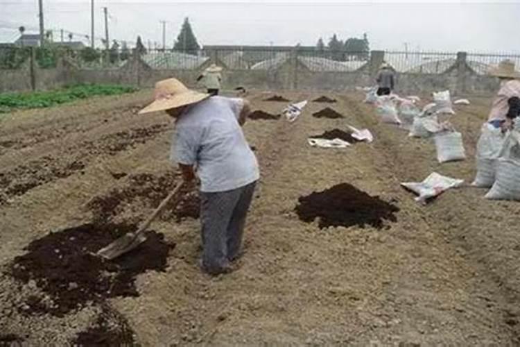 腐植酸水溶肥的作用