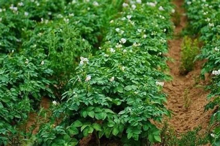 钙肥的作用及施用方法 钙肥对作物的主要作用