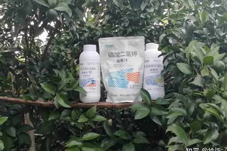 枇杷树用什么肥料能实现最优生长