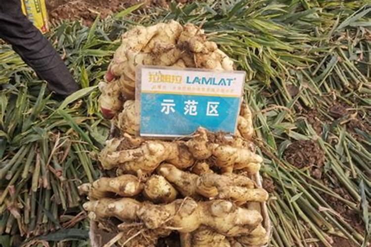 生姜种植一亩地用多少化肥？