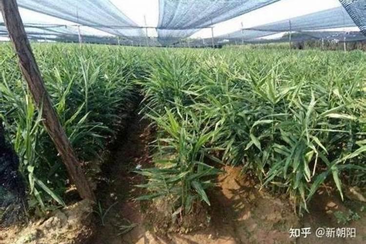 大姜追肥用什么肥料效果好？