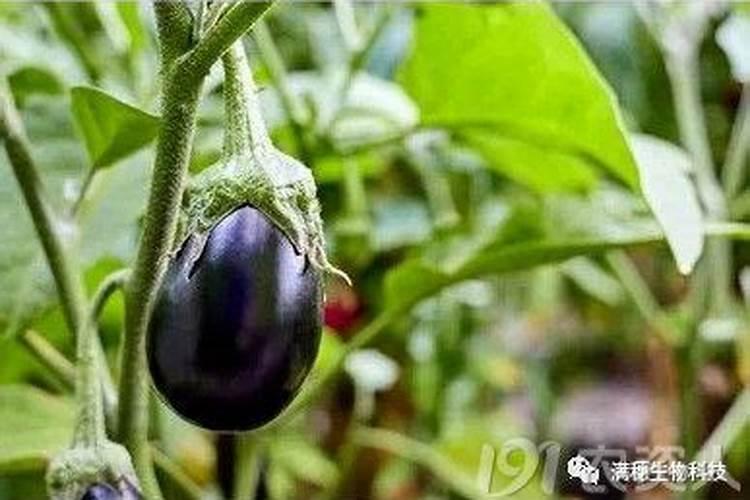茄子施肥时间及方法