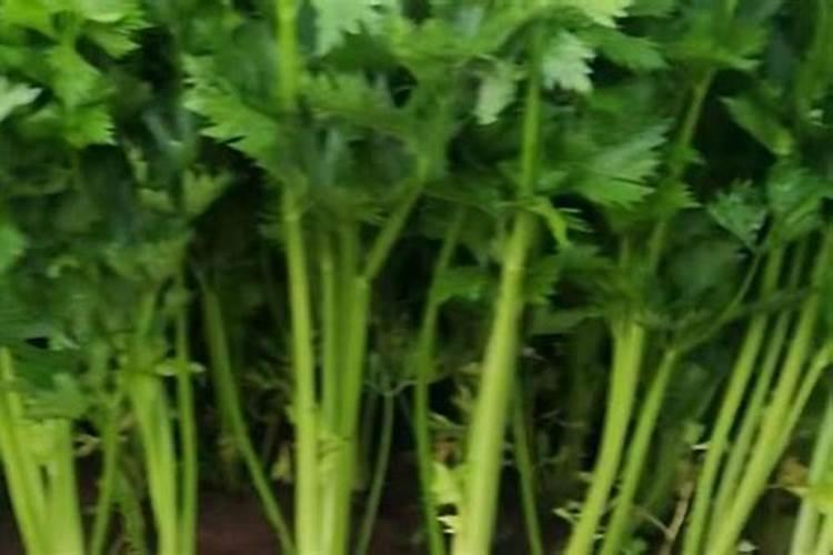 花卉可以施尿素吗
