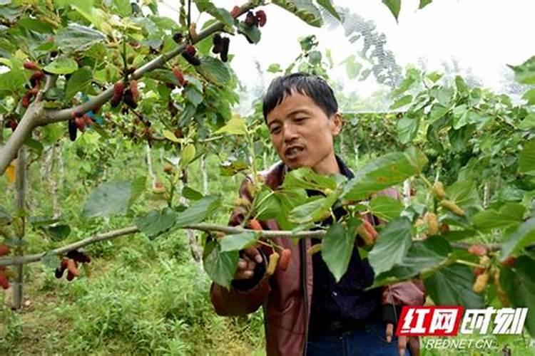 桑葚需要掌握的种植技巧 桑葚怎么种植比较好