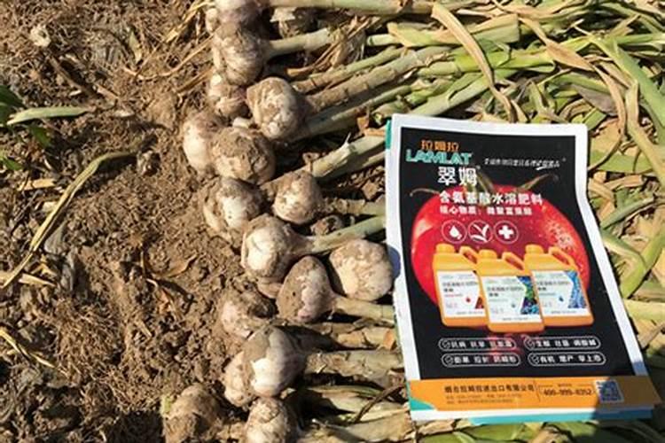 大蒜膨大期用什么肥料