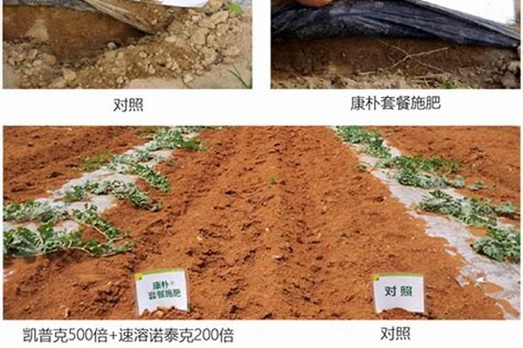 橘子打什么药好