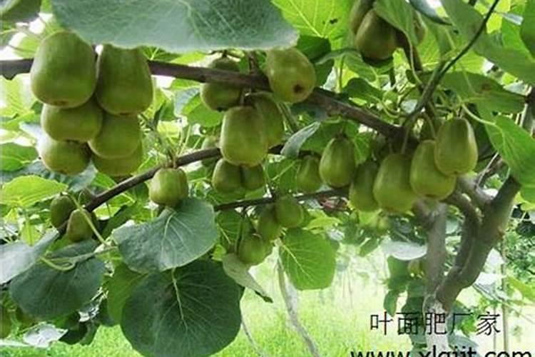 为什么有些北方地区种树苗,要在树根底下埋个矿泉水瓶？