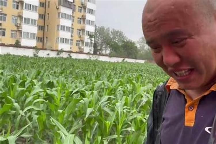 下雨天施肥好还是晴天施肥好玉米