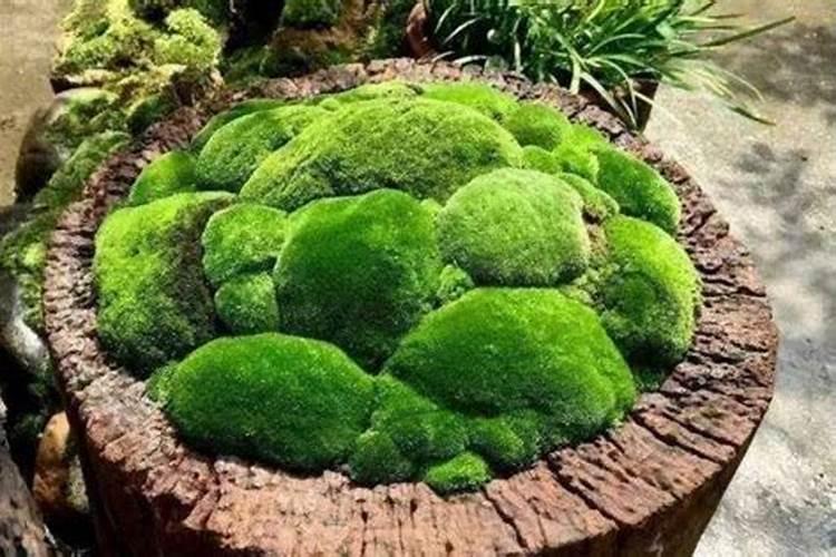 磷肥有哪些 磷肥的种类