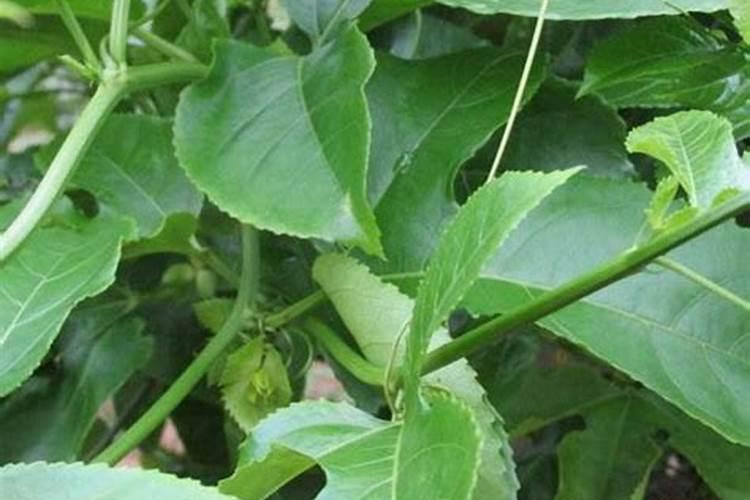 茶花施什么肥最好