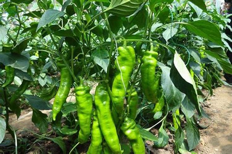 莲菜什么时候种植 莲菜到底啥时候种