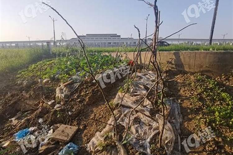 农民为什么用粪浇地啊？好恶心