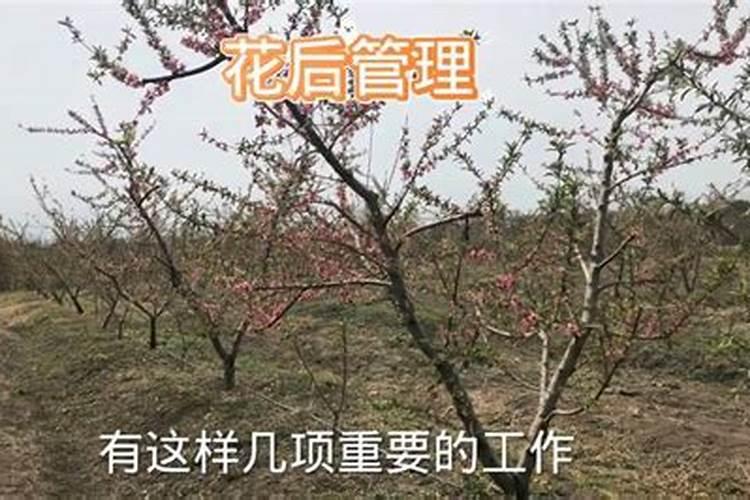 桃树一年要施几次肥桃树如何施肥