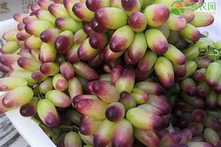 提子树在什么时候施肥