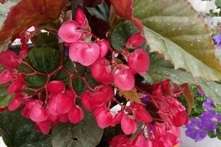 竹节海棠怎么施肥