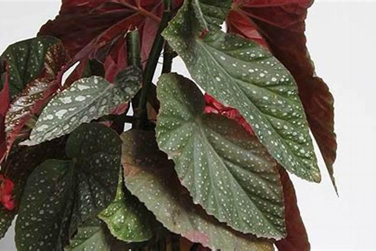 竹节海棠施什么肥最好