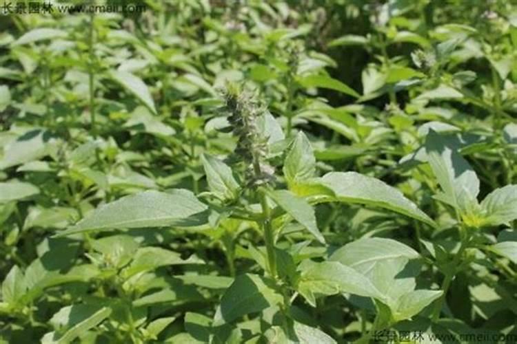 荆芥种子怎么种？ 荆芥种子播种方法