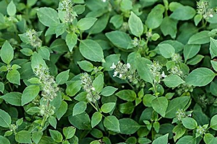 荆芥种植管理方法 荆芥生长需要什么条件