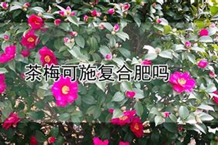 茶梅花期能浇水施肥吗