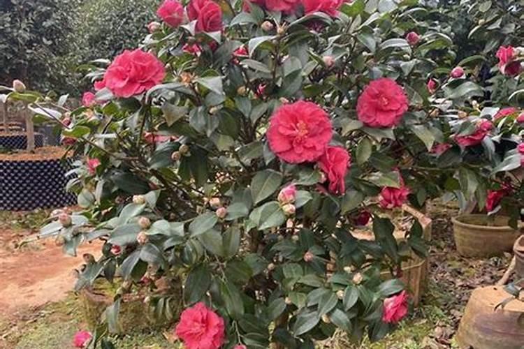 茶梅如何施肥