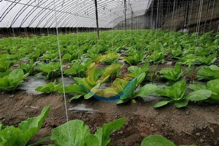 种菜用什么肥最好