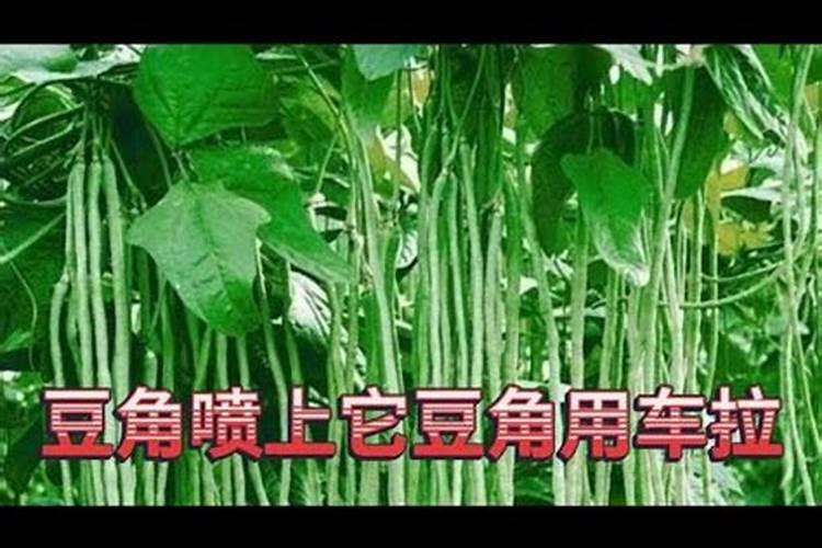 种豆角用什么肥料最好 种豆角用磷酸二氢钾肥可以吗