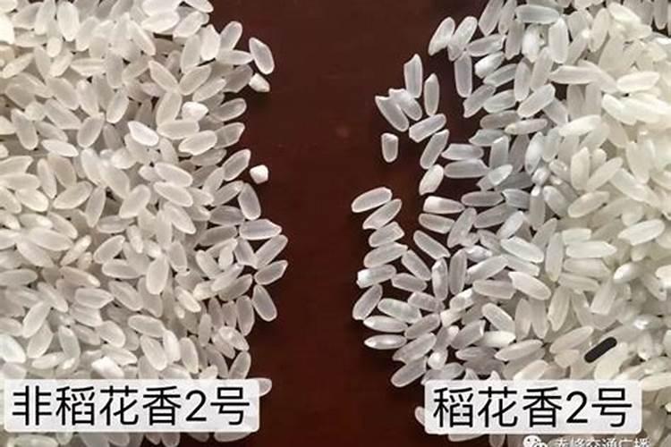 稻花香2放多少水