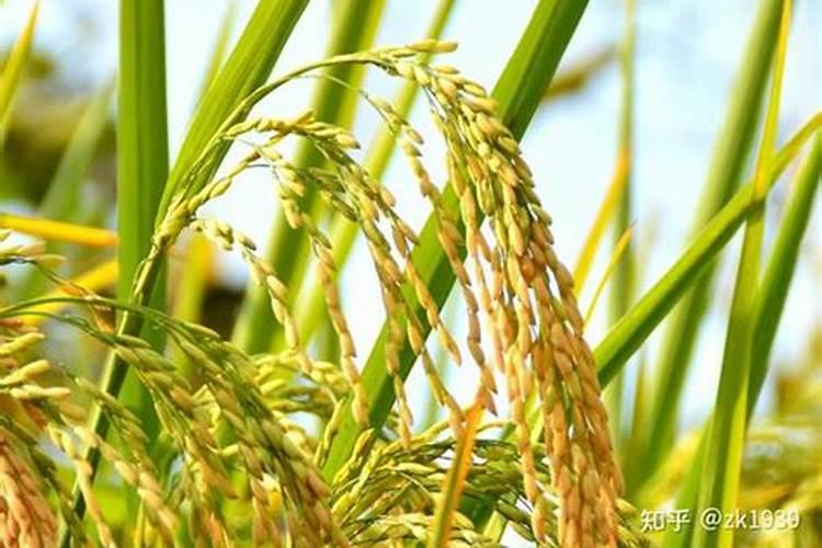 稻花香2号水稻标准化栽培技术 水稻怎么养殖