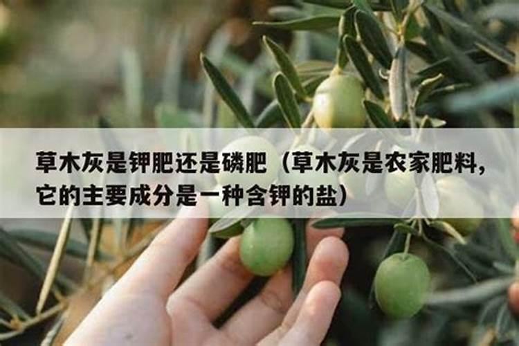 嘉施利黑晶灵复合肥小麦用什么底肥好
