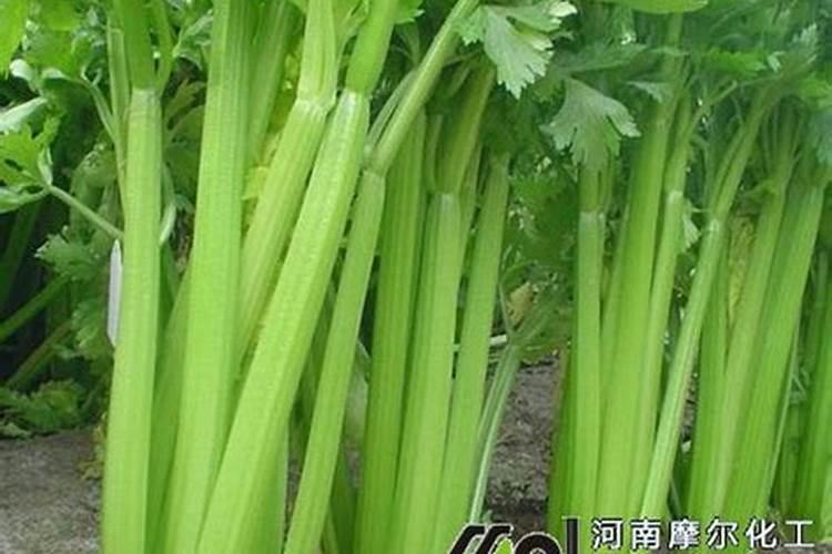 芹菜什么时候用钙肥 怎么使用效果好