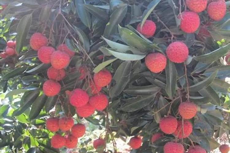 荔枝开花施什么肥