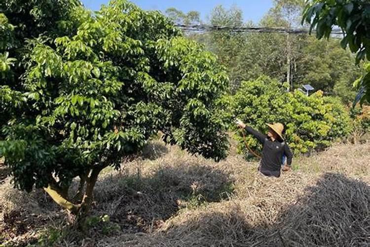 请问荔枝、追苗肥上什么最好？