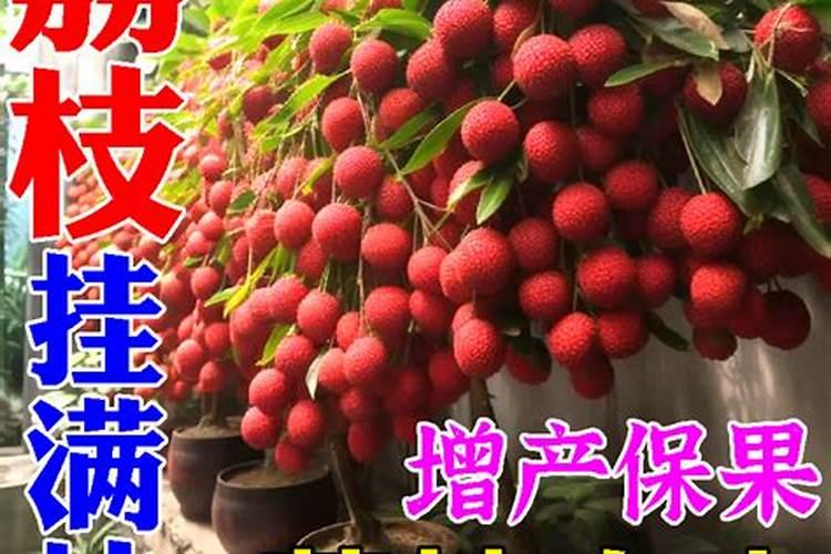 荔枝保花保果农药最佳配方