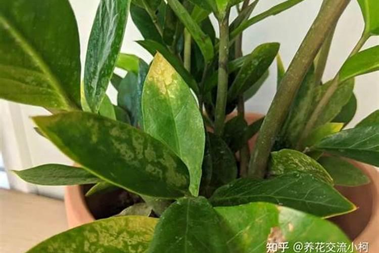 金钱树叶子发黄怎么处理？4个原因造成,对症解决才能长得好
