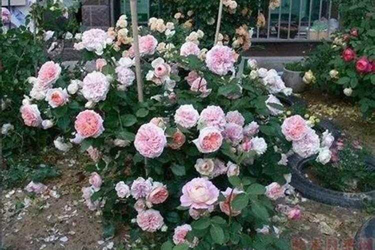 哪些花适用氮肥