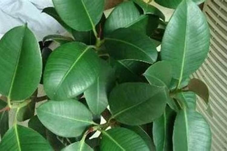 茶叶施肥用尿素行不行 什么时间施肥好