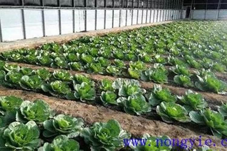 种包心菜怎样施肥？