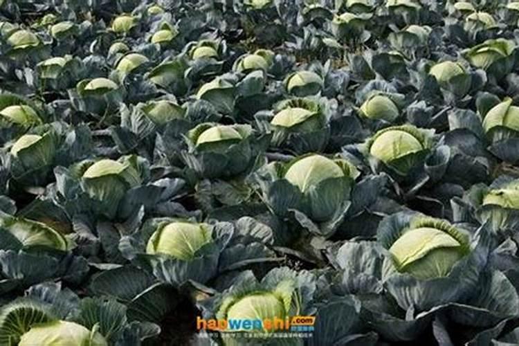 露地甘蓝春茬栽培怎样进行配方施肥？