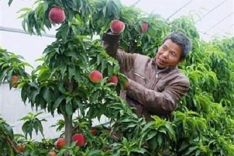 种水蜜桃需要什么