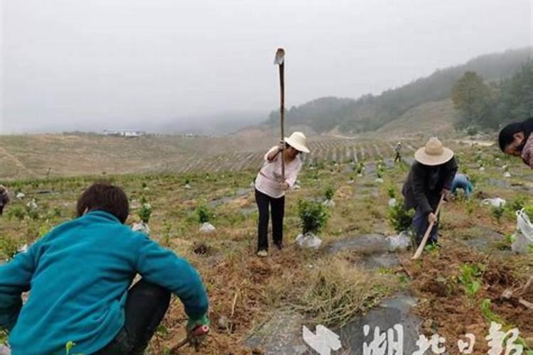 葡萄缺氮后会出现什么症状？