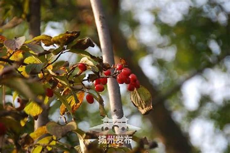樱桃防裂果最佳方法