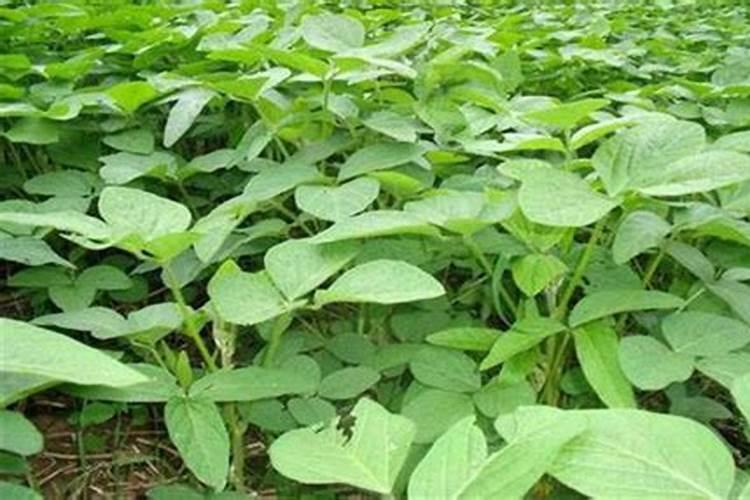 花生硼肥什么时间施用